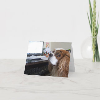 Carte Friday Cavalier King Charles Spaniel at the office