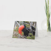 Carte Frigatebird Greeting Card (Devant)