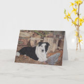 Carte frontière collie et poulets dans la bille art réal (Fleur jaune)