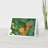 Carte Fruit d'abricot sur l'arbre (Devant)