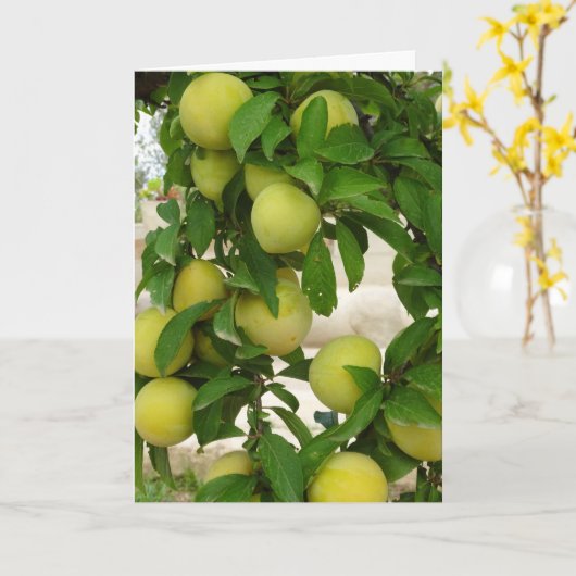 Carte Fruit de prune jaune (Fleur jaune)