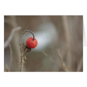 Carte Fruit Rose sauvage