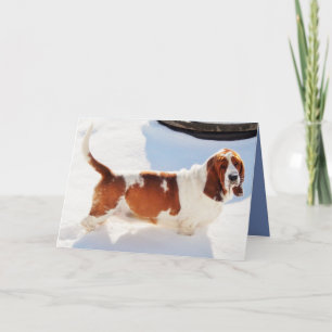 Carte Funny Birthday Card w/Beautiful Basset Hound