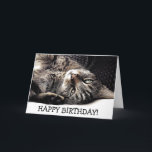 Carte Funny birthday card with cat - ready to play !<br><div class="desc">This sweet cat est ready to play and wants to wants to wish a happy birthday. Take this card for cat-fanatics to make them happy on their birthday !</div>