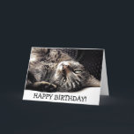 Carte Funny birthday card with cat - ready to play !<br><div class="desc">This sweet cat est ready to play and wants to wants to wish a happy birthday. Take this card for cat-fanatics to make them happy on their birthday !</div>