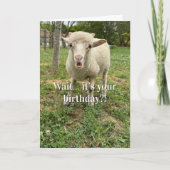Carte Funny Birthday  Farm Animal Sheep Cute Barnyard  (Devant)