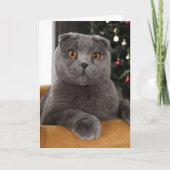 Carte Funny British cat and christmas tree (Devant)