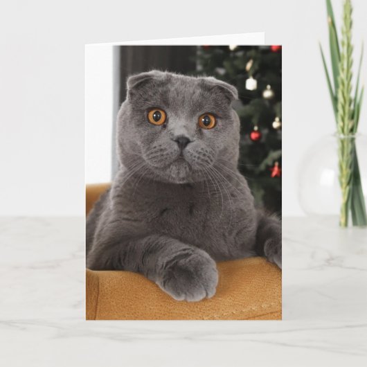 Carte Funny British cat and christmas tree (Devant)
