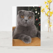 Carte Funny British cat and christmas tree (Fleur jaune)