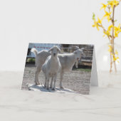 Carte Funny Goats Anniversary Congratulations (Fleur jaune)