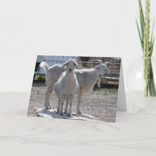 Carte Funny Goats Anniversary Congratulations (Devant)