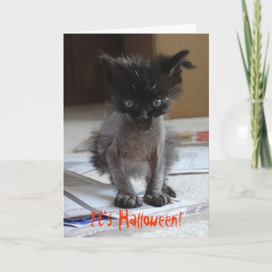 Carte Funny Halloween Zombie Kitty Card (Devant)