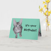 Carte Funny Kitten Anniversaire (Fleur jaune)