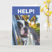 Carte Funny Senior Driving Car, Terrified Dog Passenger (Fleur jaune)