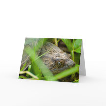 Funny snapping turtle belated birthday card