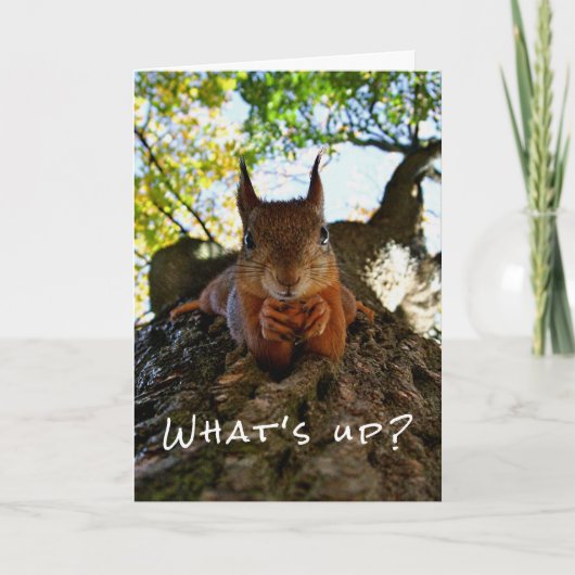 Carte Funny Squirrel Cute Animals Hello There from Hi (Devant)