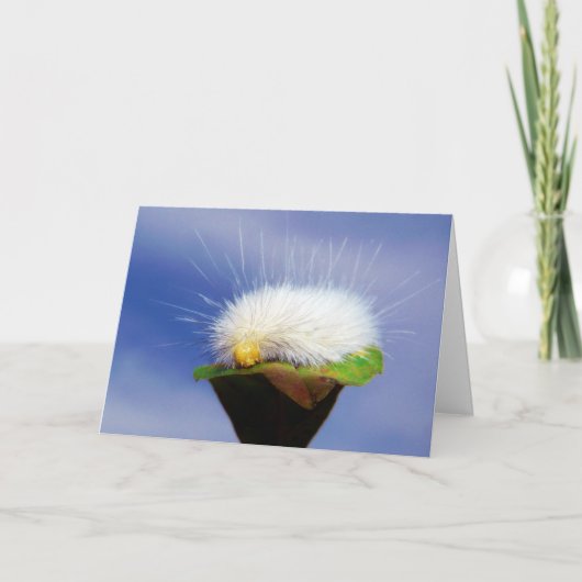 Carte Fuzzy White Caterpillar (Devant)