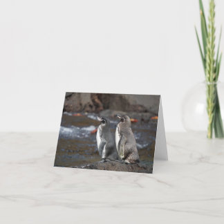 Carte Galapagos Penguin Pair Greeting Card