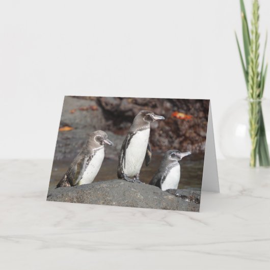 Carte Galapagos Penguins Folded Greeting Card (Devant)