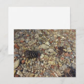 Carte Galets dans Taylor Creek Nature Photography (Devant / Derrière)