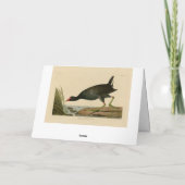 Carte Gallinule commune des oiseaux d'Amérique d'Audubon (Dos)