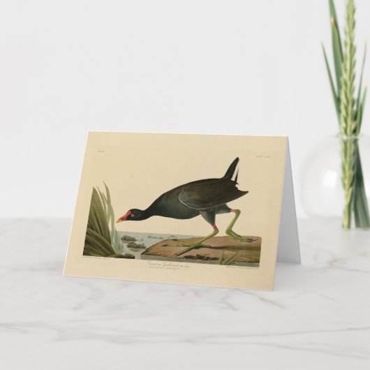Carte Gallinule commune des oiseaux d'Amérique d'Audubon (Devant)