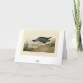 Carte Gallinule violette d'Audubon's Birds of America (Dos)