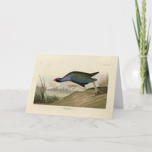 Carte Gallinule violette d'Audubon's Birds of America (Devant)