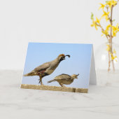Carte Gambel's Quail 1 (Fleur jaune)
