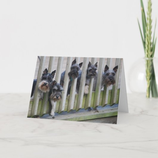 Carte gang de chiens (Devant)