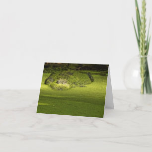 Carte Gator Lurking in Duckweed - Photo nature