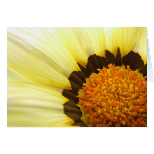 Carte Gazania (Devant horizontal)