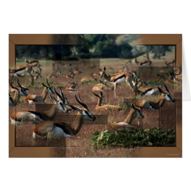 Carte Gazelle (Devant horizontal)