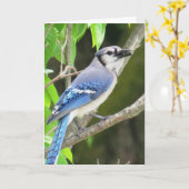 Carte Geai bleu (Fleur jaune)