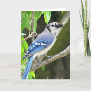 Carte Geai bleu