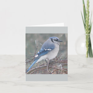 Carte Geai bleu sur la branche d'arbre
