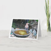 Carte Geai d'Eurasie sur bain d'oiseaux (Devant)