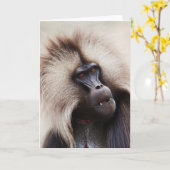 Carte Gelada Baboon, Éthiopie (Fleur jaune)