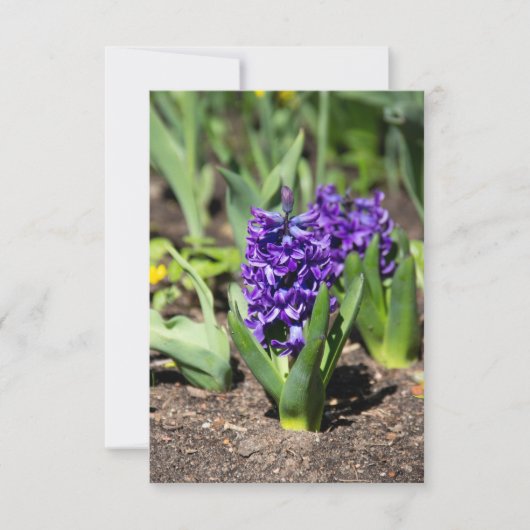 Carte Géocinthe bleu au printemps (Devant)