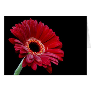 Carte Gerbera