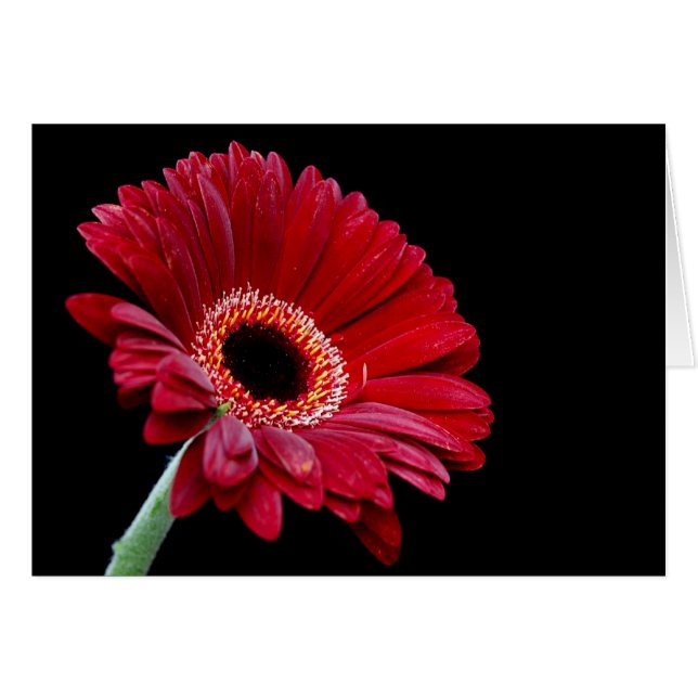 Carte Gerbera (Devant horizontal)