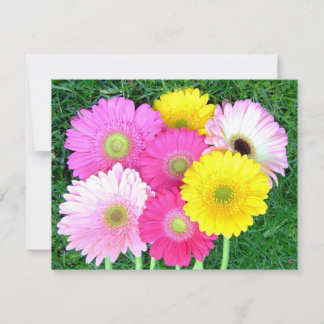 Carte Gerbera Daisy Colors