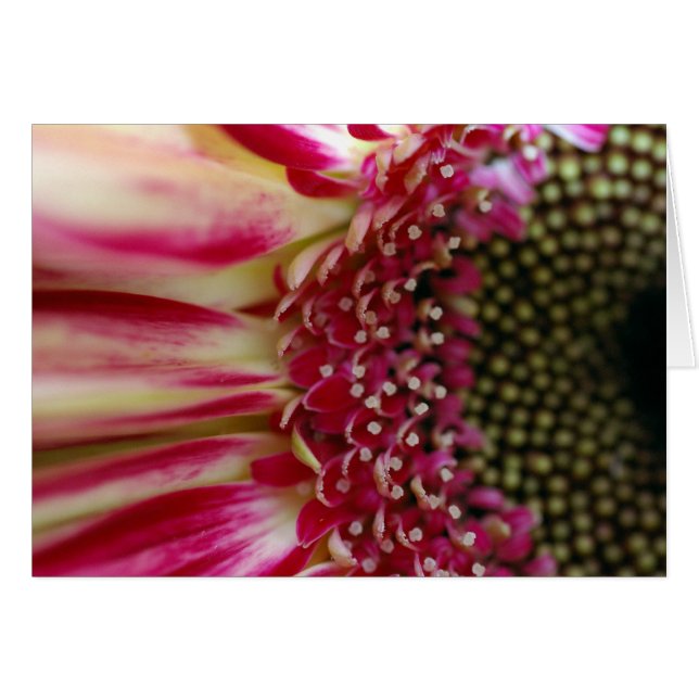 Carte Gerbera Peddles (Devant horizontal)