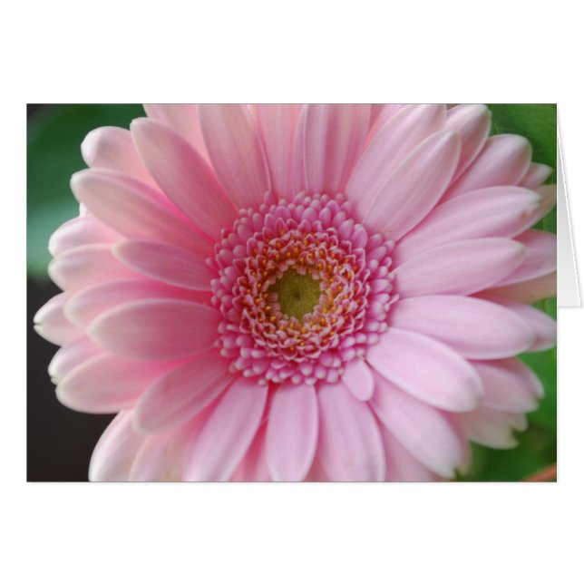 Carte Gerbera rose (Devant Horizontal)