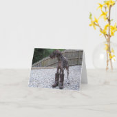 Carte German Shorthred Pointer (Fleur jaune)