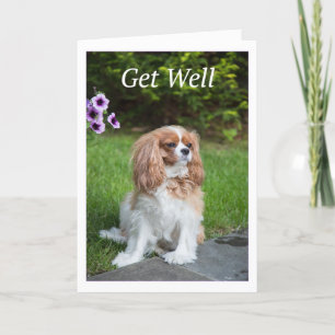 Carte Get Well Flowers Cavalier King Charles Spaneils