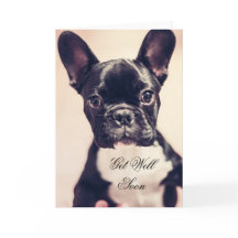 Get Well Soon French Bulldog dog