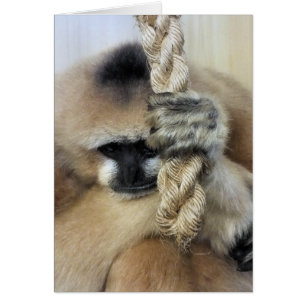Carte GIBBON