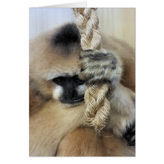 Carte GIBBON (Devant)