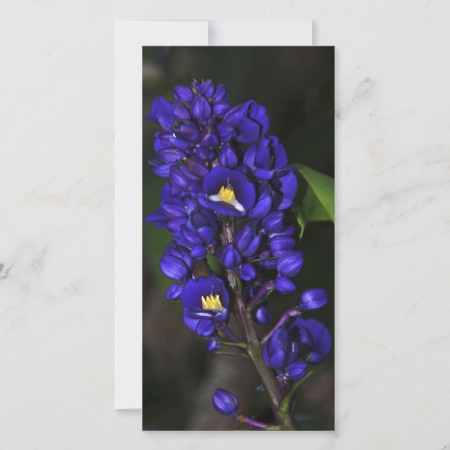 Carte Gingembre pourpre (Devant)